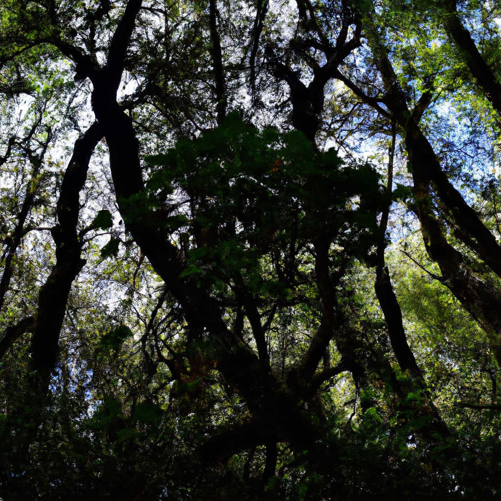 ¿Que se puede escuchar en el bosque?